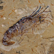 2.3" Fossil Shrimp Carpopenaeus Cretaceous Age 100 Mil Yrs Old Lebanon COA