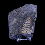 4.3" Alethopteris Fern Plant Leaf Fossil Carboniferous Age Llewellyn FM ST Clair, PA