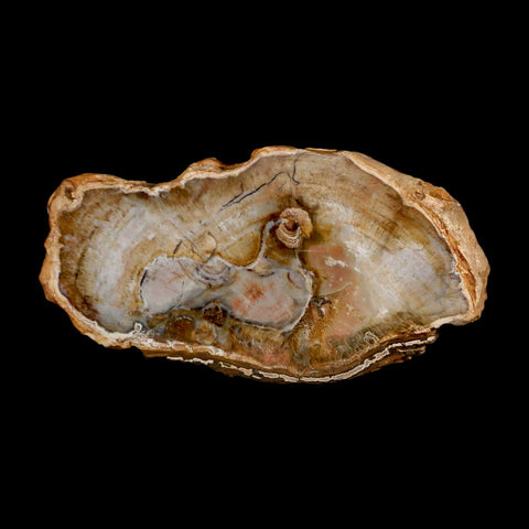 4.9" Fossilized Polished Petrified Wood Branch Madagascar 66-225 Million Yrs Old - Fossil Age Minerals