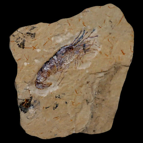 2.3" Fossil Shrimp Carpopenaeus Cretaceous Age 100 Mil Yrs Old Lebanon COA - Fossil Age Minerals