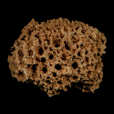 3.1" Colonial Rugose Coral Fossil Devonian Age Speed Quarry, Clark County, Indiana