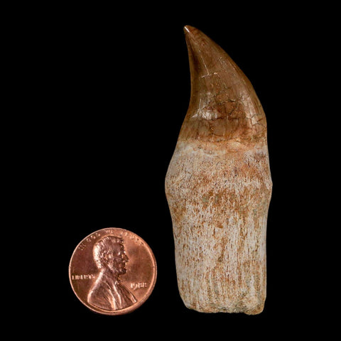 2.4" Halisaurus Walkeri Mosasaur Fossil Tooth Rooted Cretaceous Dinosaur Era COA