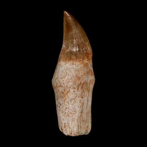 2.4" Halisaurus Walkeri Mosasaur Fossil Tooth Rooted Cretaceous Dinosaur Era COA