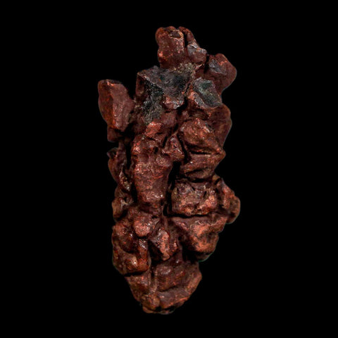 2.1" Prehistoric Coprolite Fossil Specimen Poop Dung Miocene Madagascar - Fossil Age Minerals