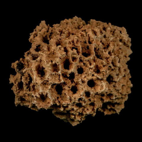 3.1" Colonial Rugose Coral Fossil Devonian Age Speed Quarry, Clark County, Indiana - Fossil Age Minerals