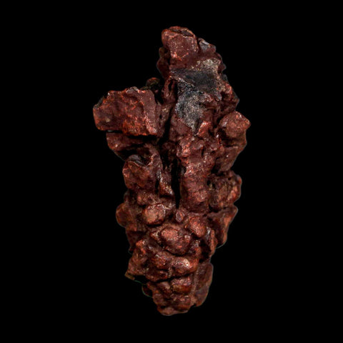 2.1" Prehistoric Coprolite Fossil Specimen Poop Dung Miocene Madagascar - Fossil Age Minerals