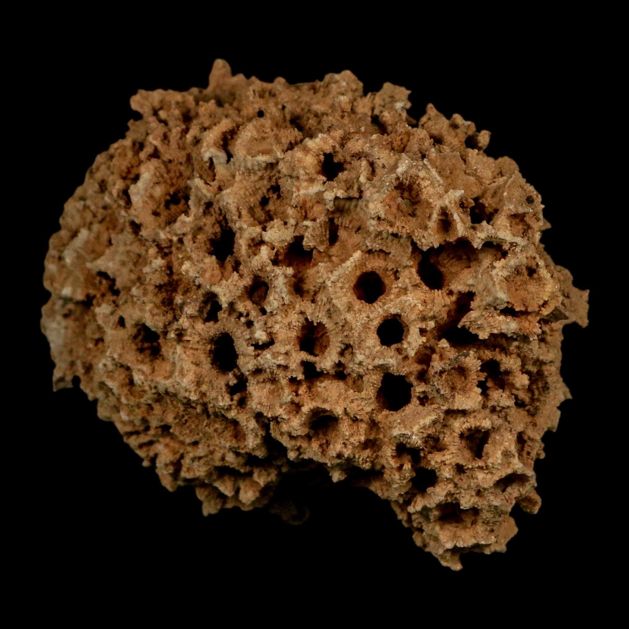 3.1" Colonial Rugose Coral Fossil Devonian Age Speed Quarry, Clark County, Indiana - Fossil Age Minerals
