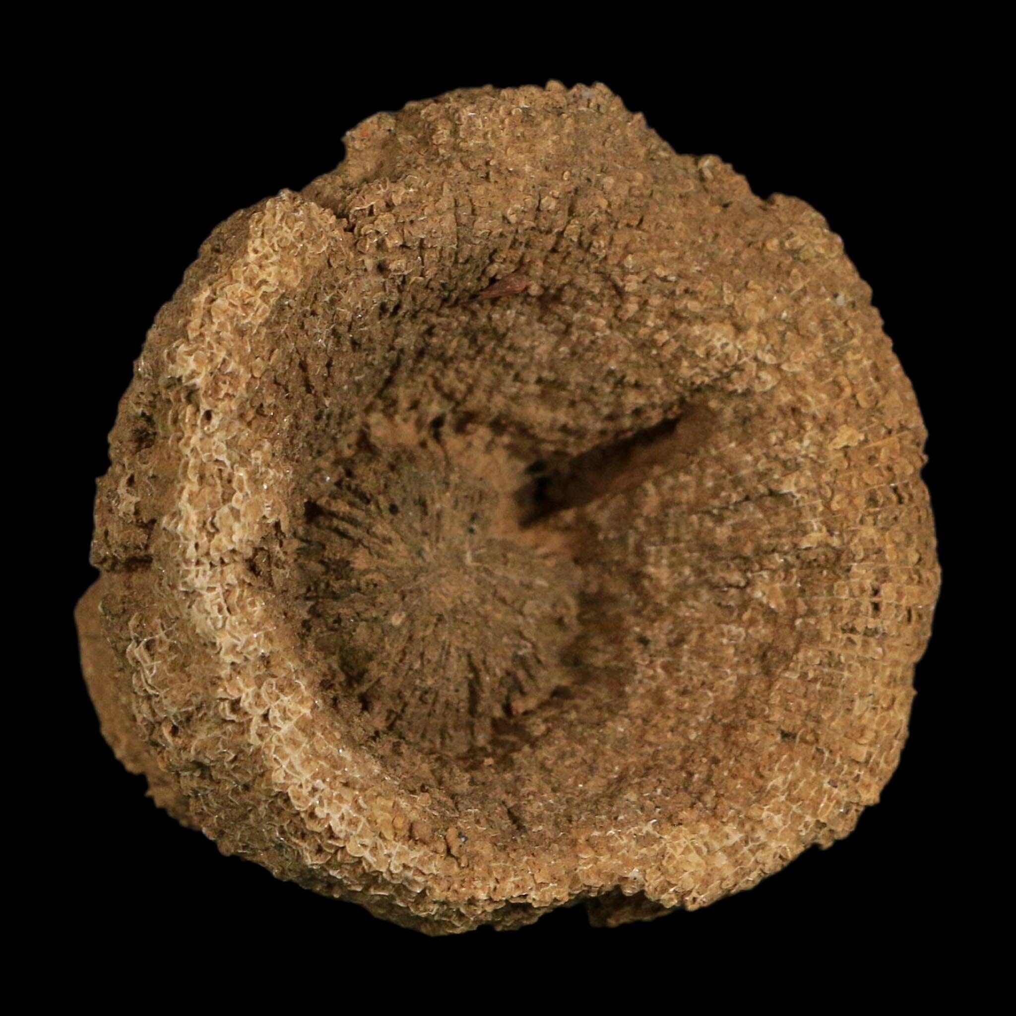 2.2" Rugose Horn Coral Fossil Devonian Age Speed Quarry, Clark County, Indiana