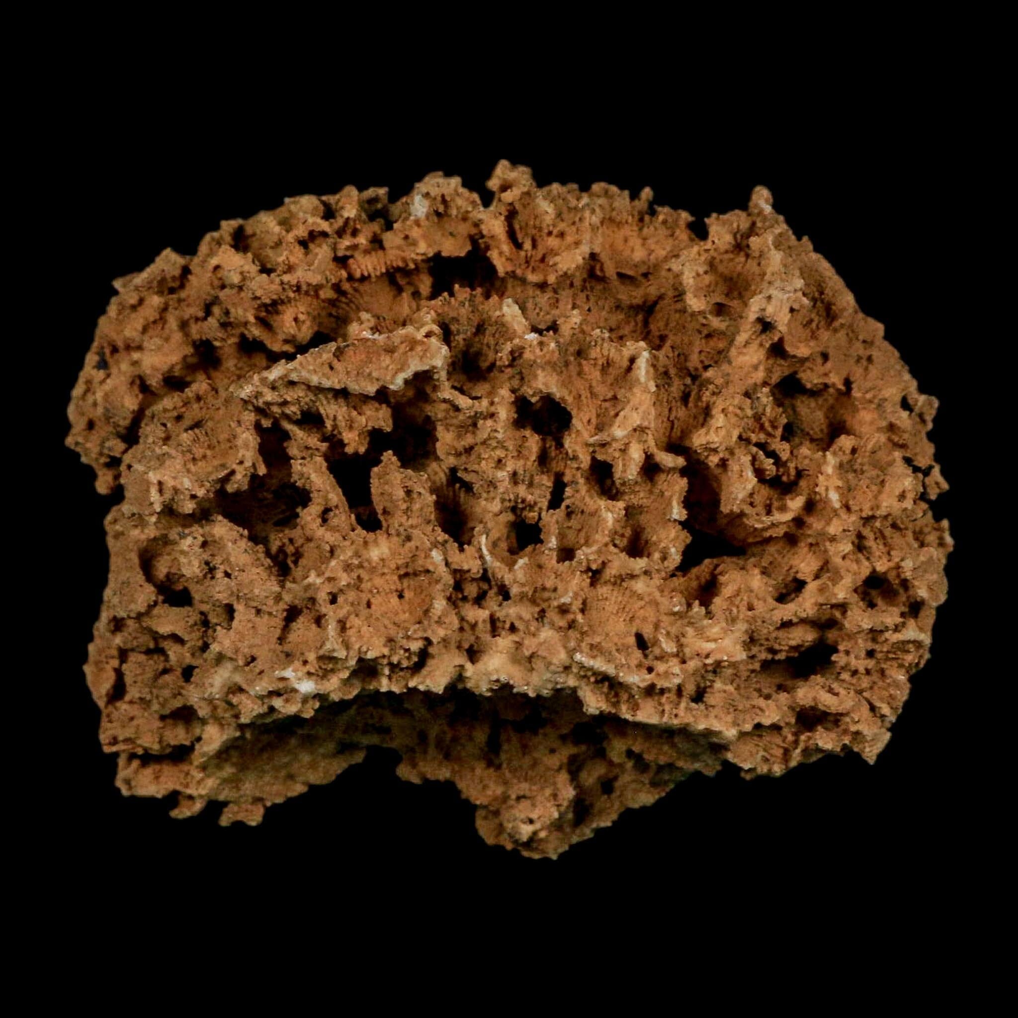 3.1" Colonial Rugose Coral Fossil Devonian Age Speed Quarry, Clark County, Indiana - Fossil Age Minerals