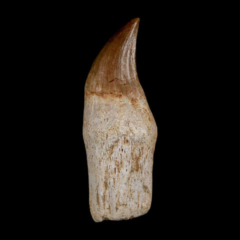 2.4" Halisaurus Walkeri Mosasaur Fossil Tooth Rooted Cretaceous Dinosaur Era COA