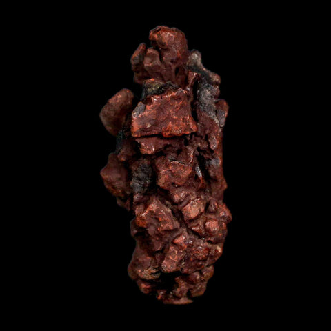 2.1" Prehistoric Coprolite Fossil Specimen Poop Dung Miocene Madagascar - Fossil Age Minerals