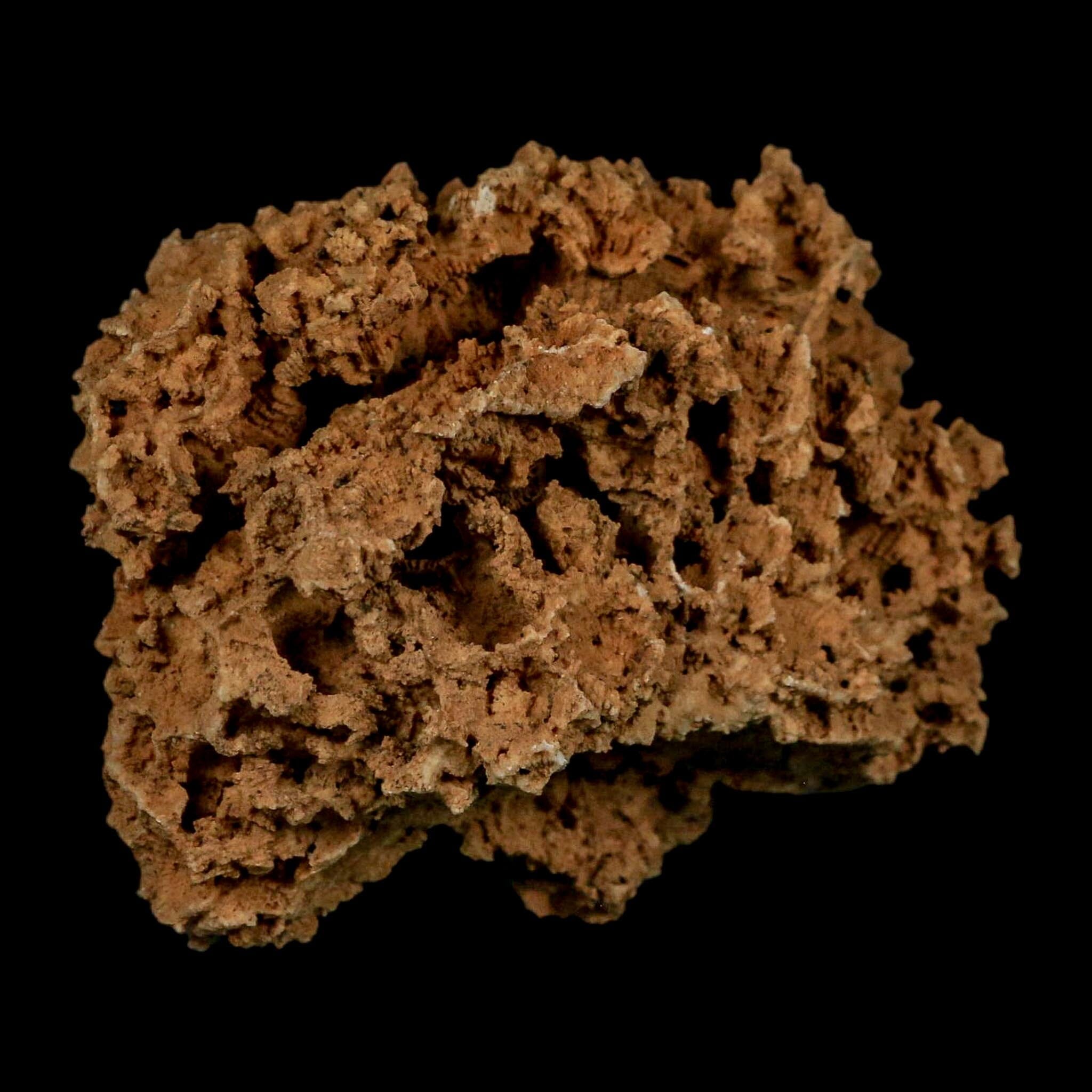 3.1" Colonial Rugose Coral Fossil Devonian Age Speed Quarry, Clark County, Indiana - Fossil Age Minerals