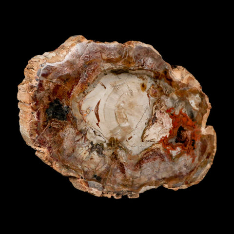 5.3" Fossilized Polished Petrified Wood Branch Madagascar 66-225 Million Yrs Old - Fossil Age Minerals