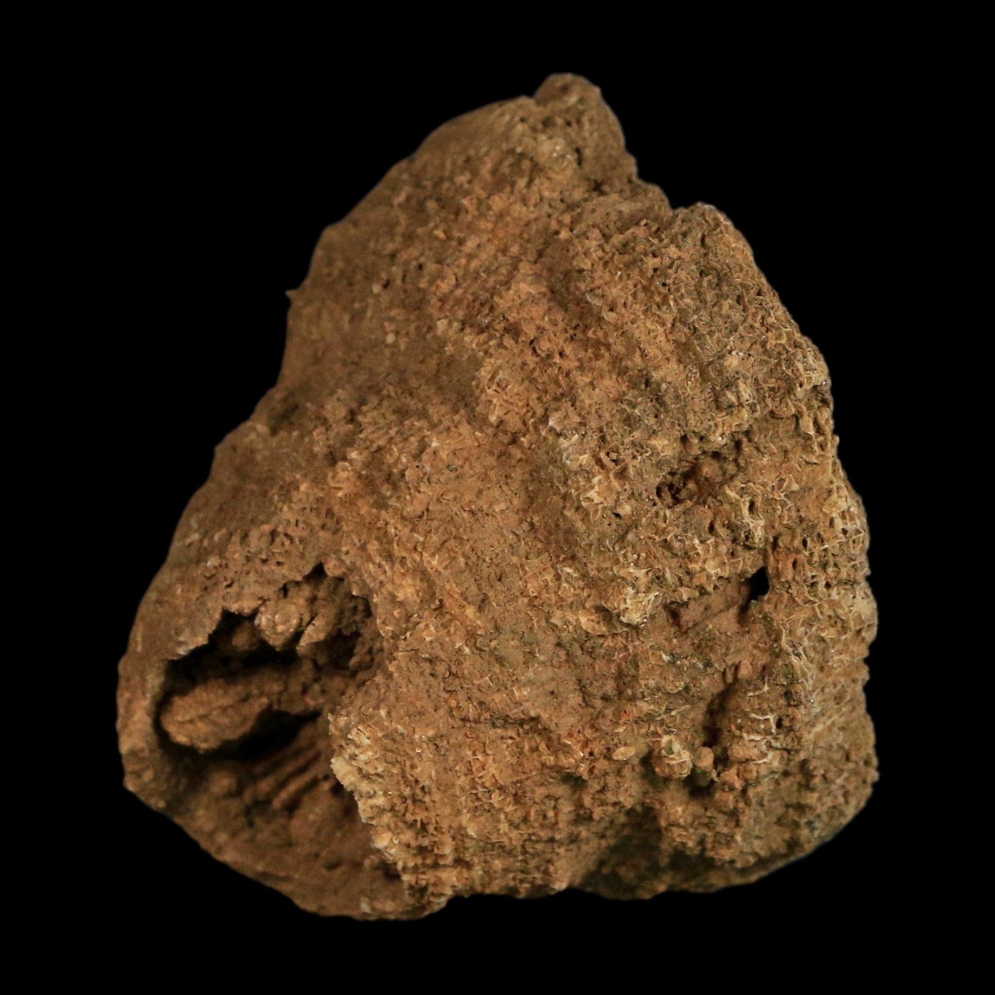 2.2" Rugose Horn Coral Fossil Devonian Age Speed Quarry, Clark County, Indiana
