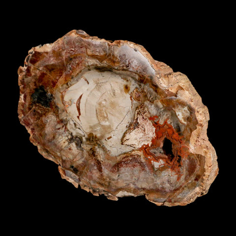 5.3" Fossilized Polished Petrified Wood Branch Madagascar 66-225 Million Yrs Old - Fossil Age Minerals