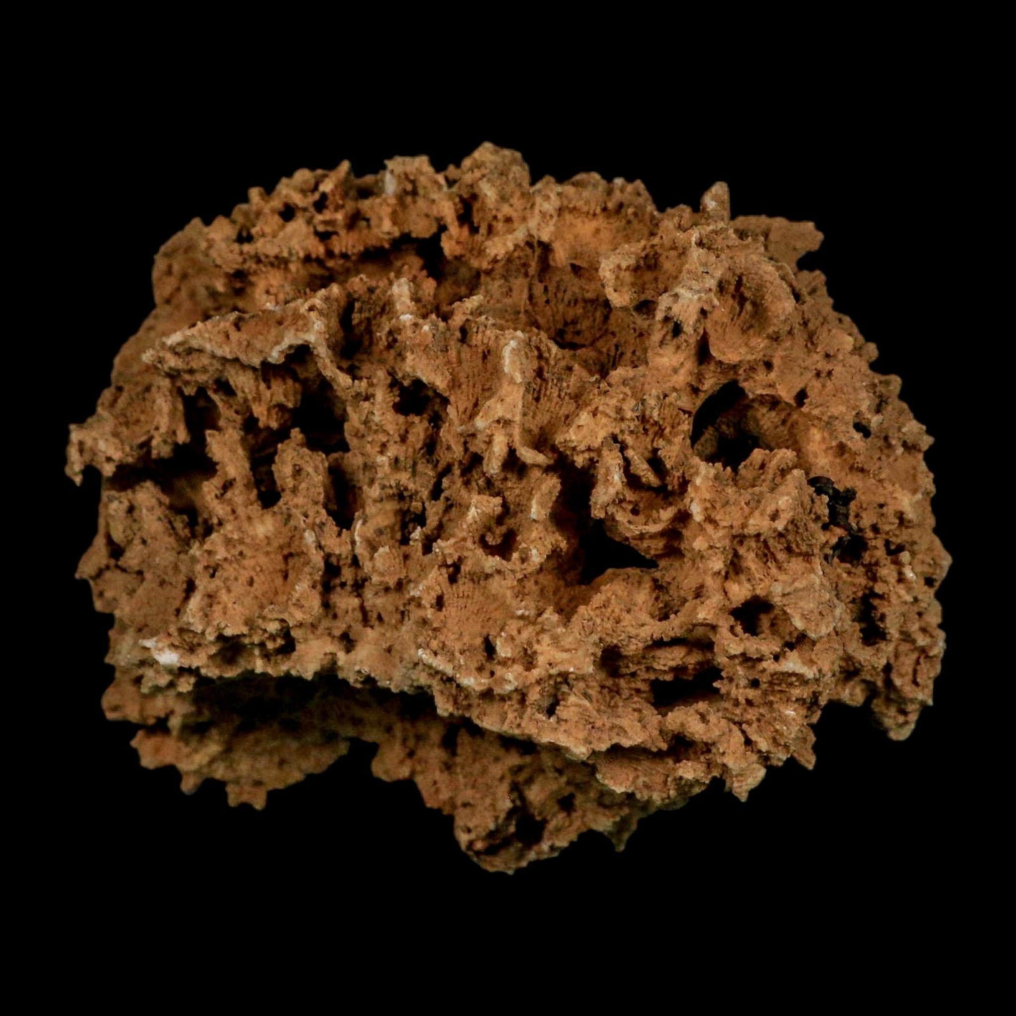 3.1" Colonial Rugose Coral Fossil Devonian Age Speed Quarry, Clark County, Indiana - Fossil Age Minerals