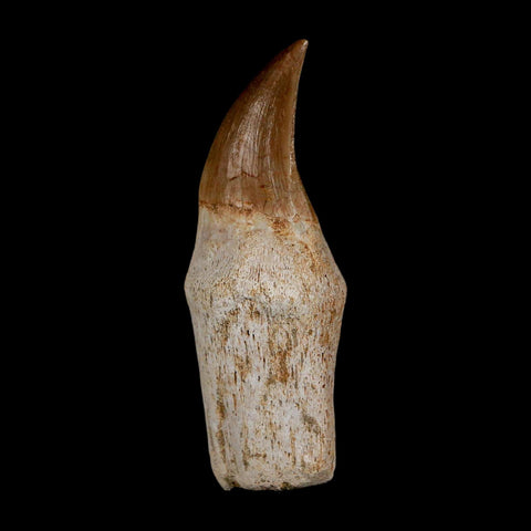 2.4" Halisaurus Walkeri Mosasaur Fossil Tooth Rooted Cretaceous Dinosaur Era COA