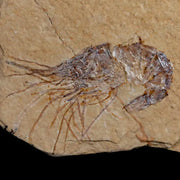 1.6" Fossil Shrimp Carpopenaeus Cretaceous Age 100 Mil Yrs Old Lebanon COA