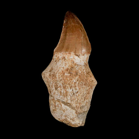 2.2" Mosasaur Prognathodon Anceps Fossil Tooth Rooted Cretaceous Dinosaur Era COA