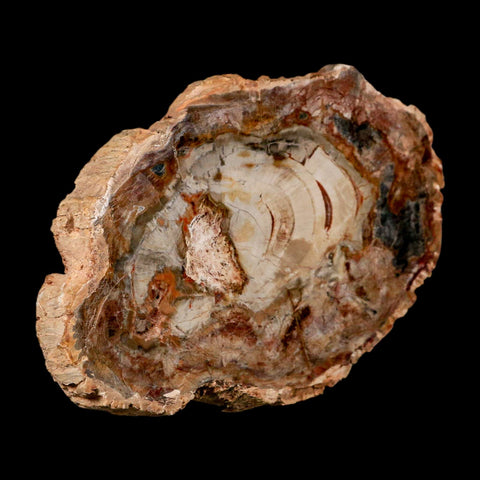 5.3" Fossilized Polished Petrified Wood Branch Madagascar 66-225 Million Yrs Old - Fossil Age Minerals