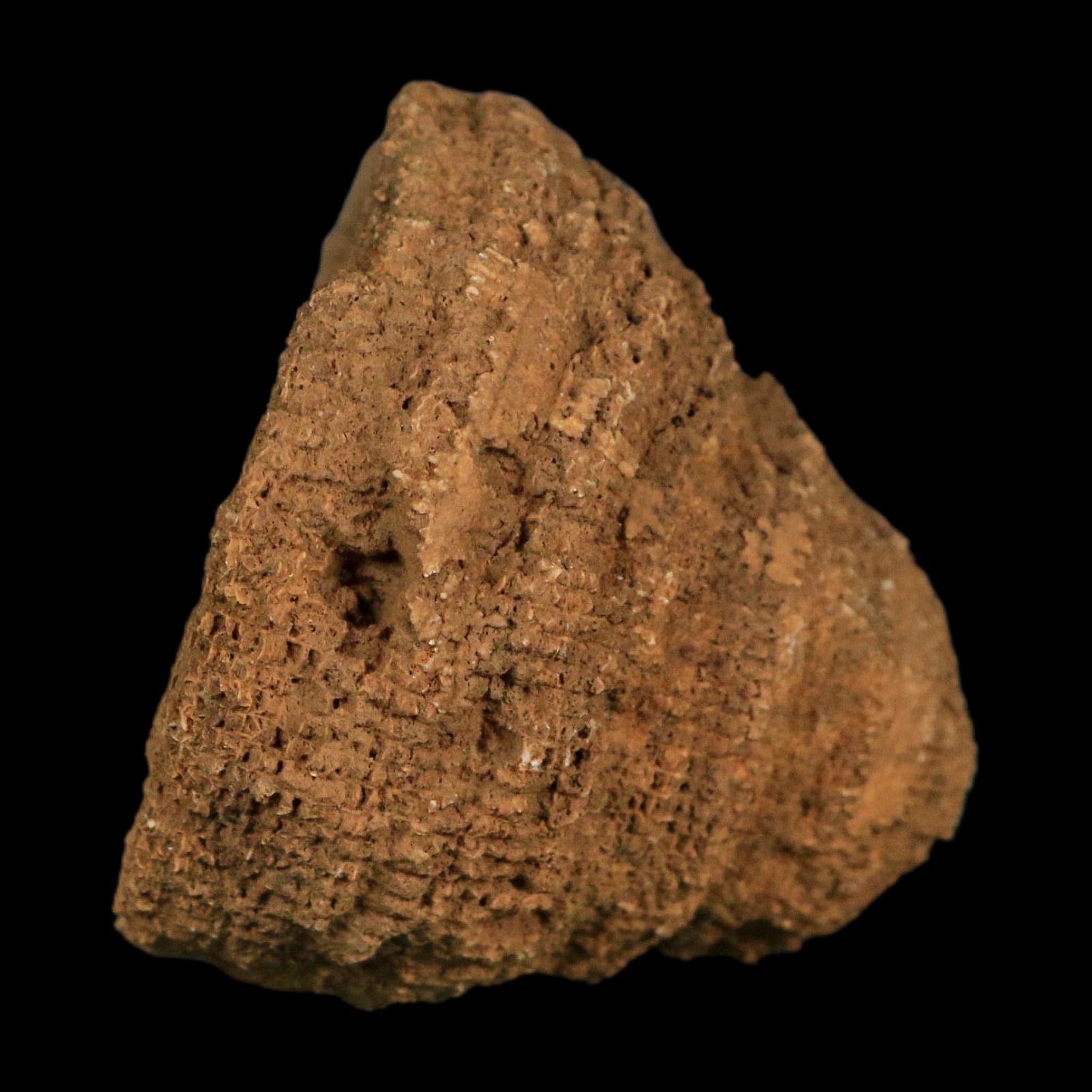 2.2" Rugose Horn Coral Fossil Devonian Age Speed Quarry, Clark County, Indiana