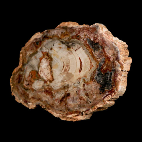5.3" Fossilized Polished Petrified Wood Branch Madagascar 66-225 Million Yrs Old - Fossil Age Minerals