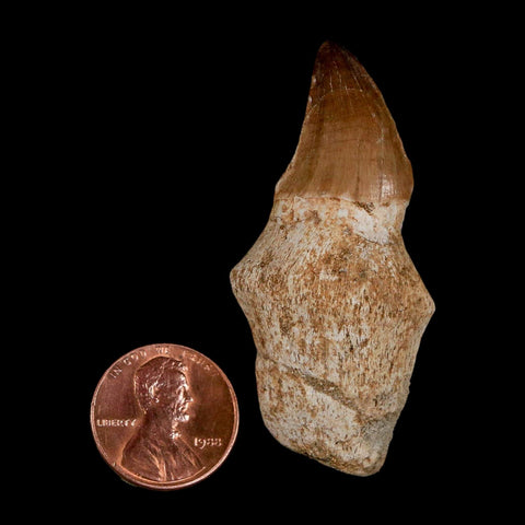 2.2" Mosasaur Prognathodon Anceps Fossil Tooth Rooted Cretaceous Dinosaur Era COA