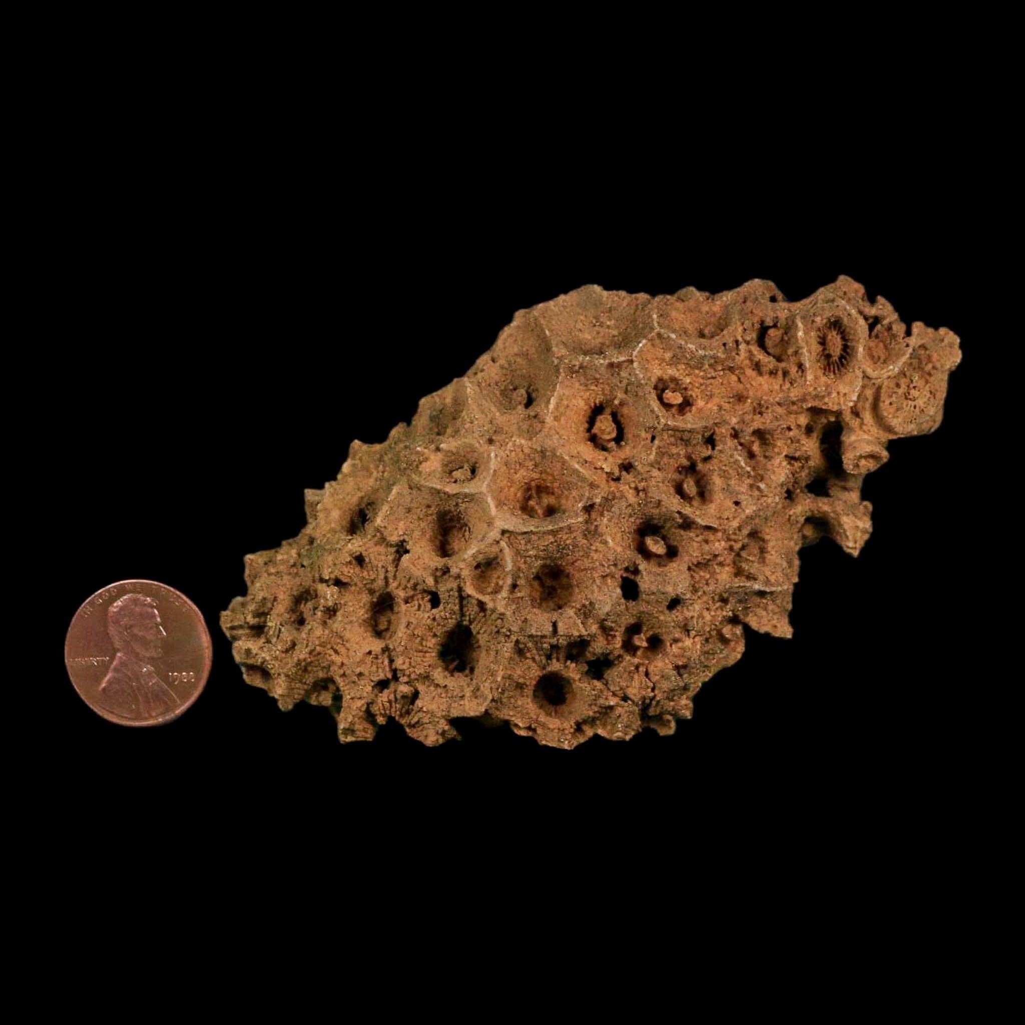 3.9" Colonial Rugose Coral Fossil Devonian Age Speed Quarry, Clark County, Indiana - Fossil Age Minerals