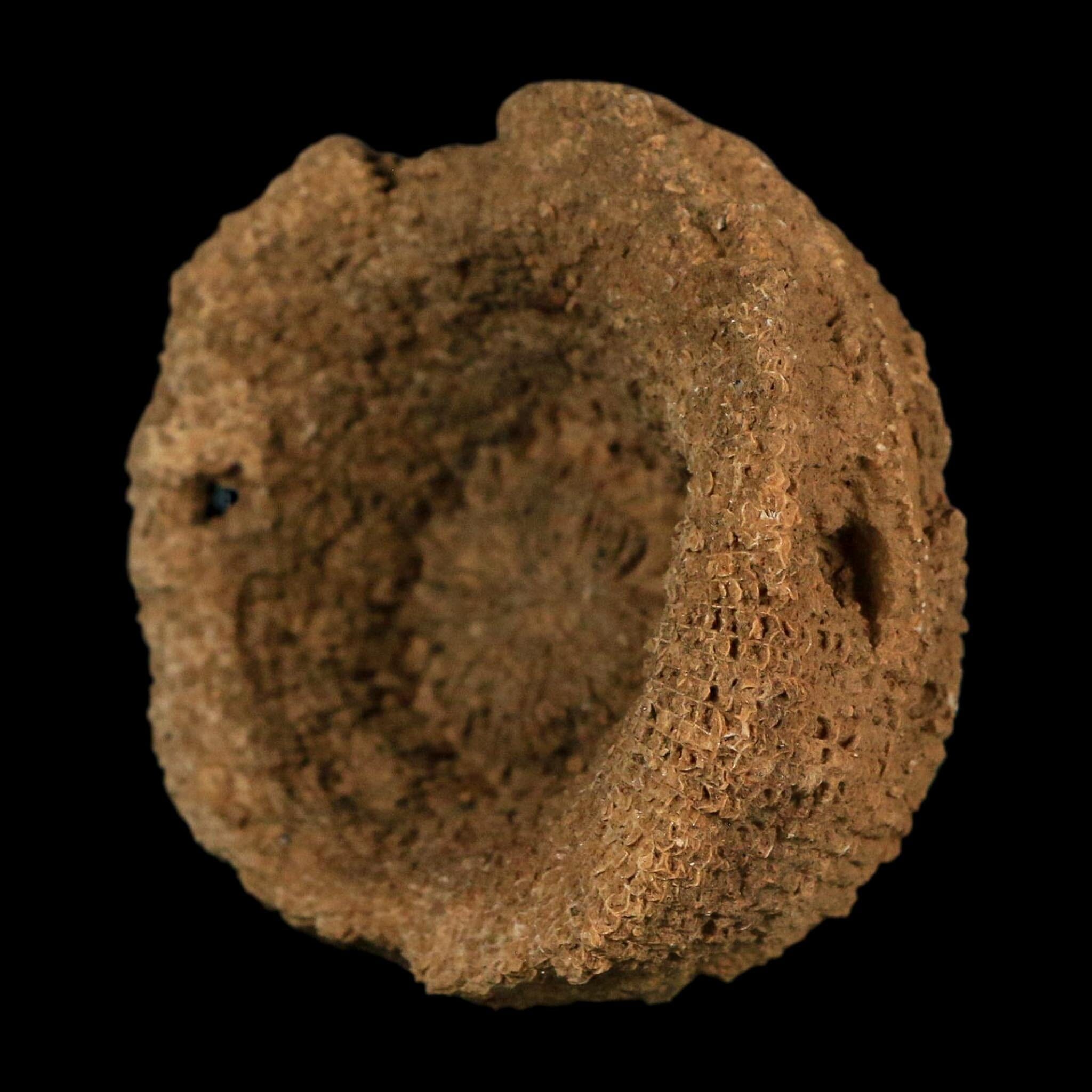 2.2" Rugose Horn Coral Fossil Devonian Age Speed Quarry, Clark County, Indiana