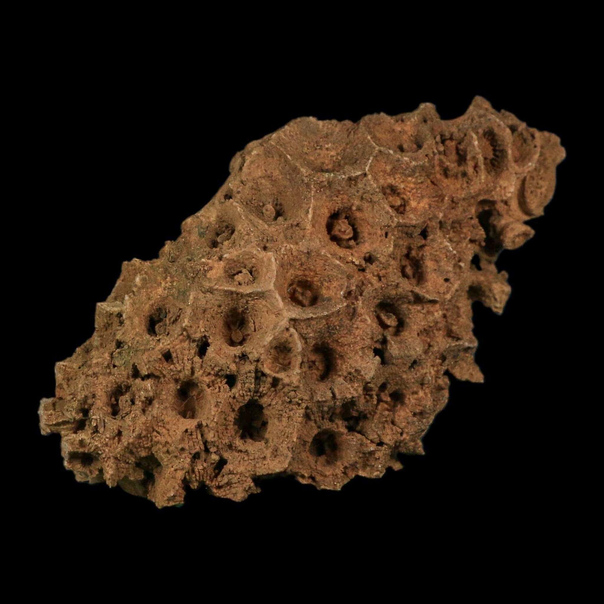 3.9" Colonial Rugose Coral Fossil Devonian Age Speed Quarry, Clark County, Indiana - Fossil Age Minerals
