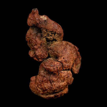 2.1" Prehistoric Coprolite Fossil Specimen Poop Dung Miocene Madagascar