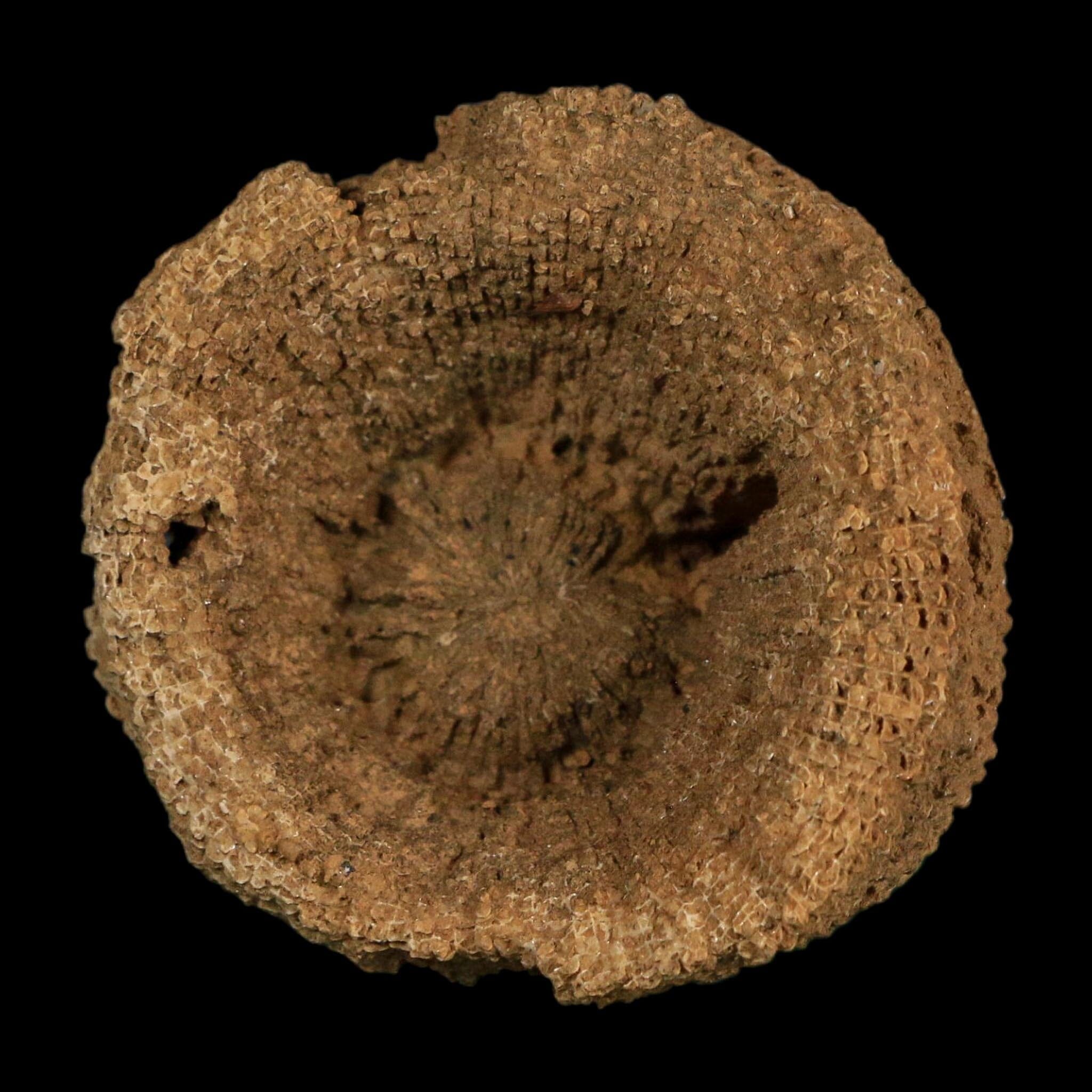 2.2" Rugose Horn Coral Fossil Devonian Age Speed Quarry, Clark County, Indiana