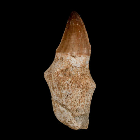 2.2" Mosasaur Prognathodon Anceps Fossil Tooth Rooted Cretaceous Dinosaur Era COA