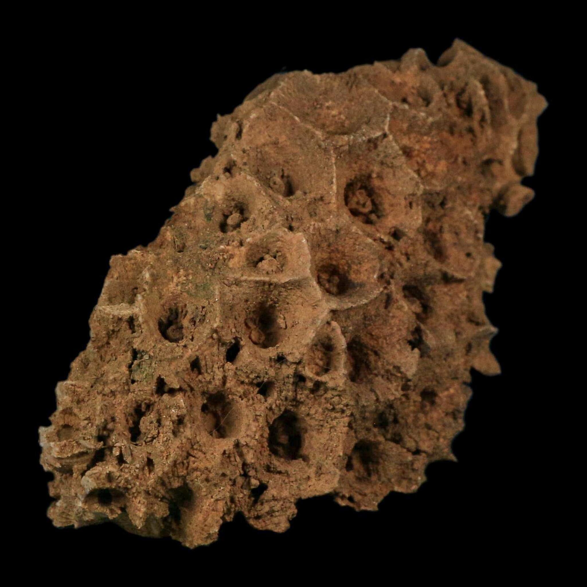 3.9" Colonial Rugose Coral Fossil Devonian Age Speed Quarry, Clark County, Indiana - Fossil Age Minerals