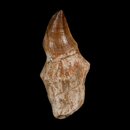 2.2" Mosasaur Prognathodon Anceps Fossil Tooth Rooted Cretaceous Dinosaur Era COA