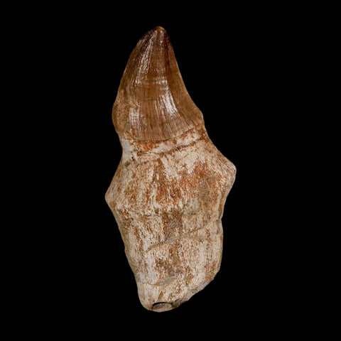 2.2" Mosasaur Prognathodon Anceps Fossil Tooth Rooted Cretaceous Dinosaur Era COA