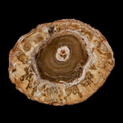 4.1" Fossilized Polished Petrified Wood Branch Madagascar 66-225 Million Yrs Old