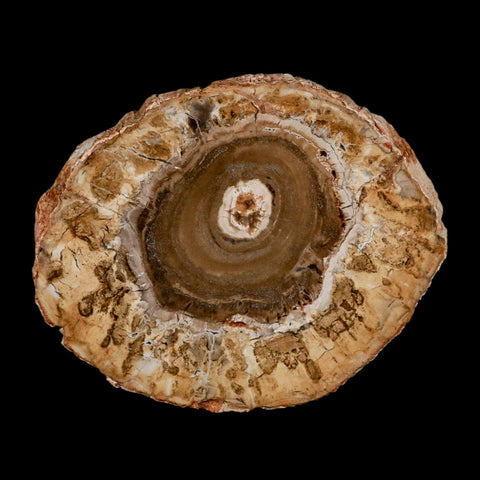 4.1" Fossilized Polished Petrified Wood Branch Madagascar 66-225 Million Yrs Old - Fossil Age Minerals