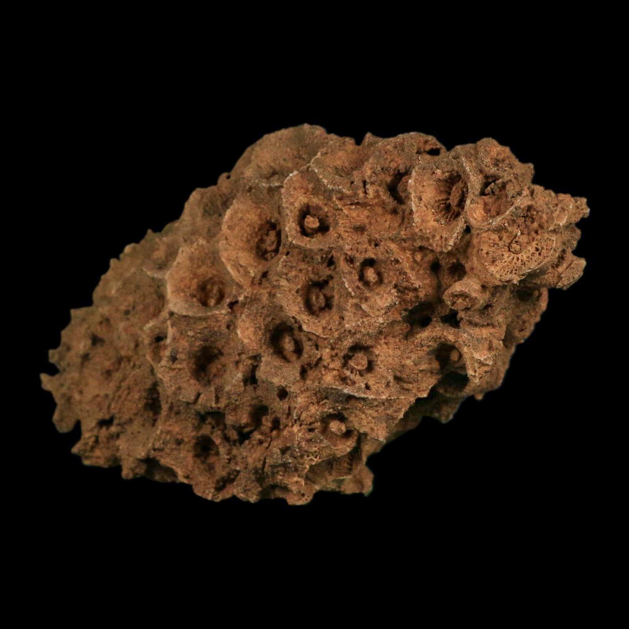 3.9" Colonial Rugose Coral Fossil Devonian Age Speed Quarry, Clark County, Indiana - Fossil Age Minerals
