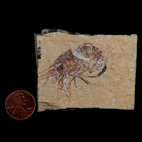 1.5" Fossil Shrimp Carpopenaeus Cretaceous Age 100 Mil Yrs Old Lebanon COA - Fossil Age Minerals