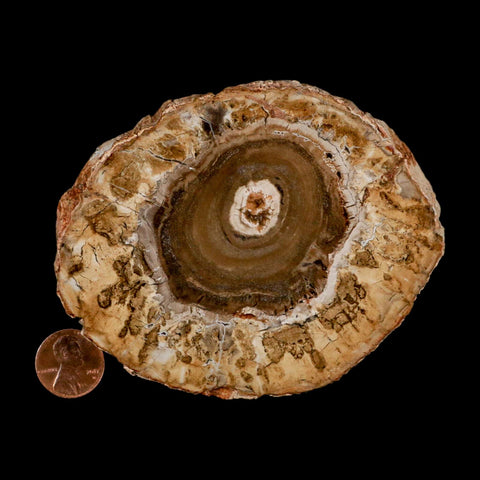 4.1" Fossilized Polished Petrified Wood Branch Madagascar 66-225 Million Yrs Old - Fossil Age Minerals