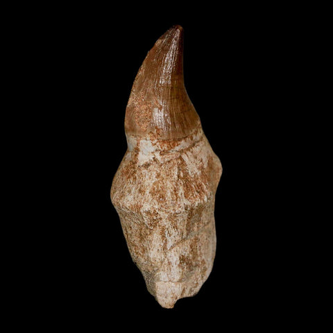 2.2" Mosasaur Prognathodon Anceps Fossil Tooth Rooted Cretaceous Dinosaur Era COA