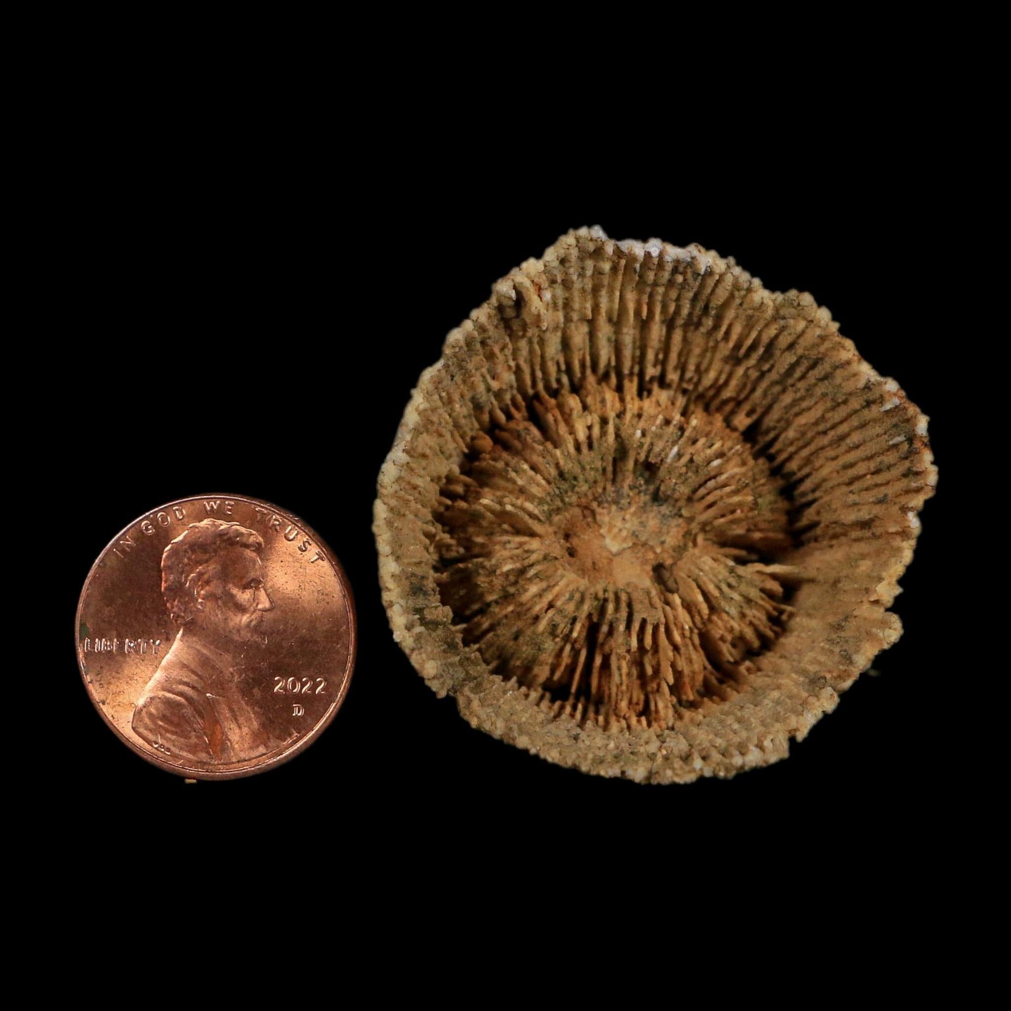 1.8" Rugose Horn Coral Fossil Devonian Age Speed Quarry, Clark County, Indiana