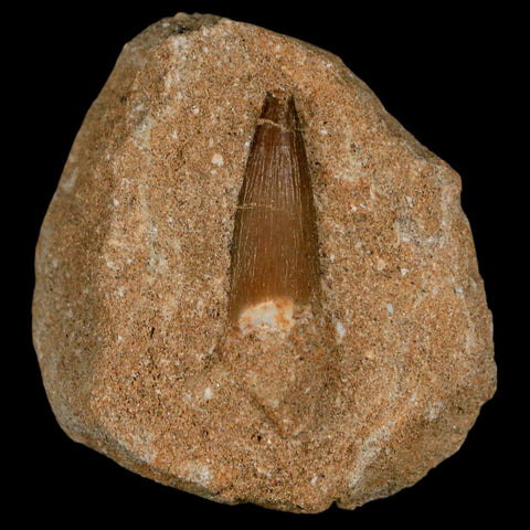 1" Plesiosaur Zarafasaura Tooth Fossil In Matrix Cretaceous Dinosaur Era COA - Fossil Age Minerals