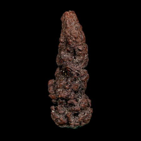 3.1" Prehistoric Coprolite Fossil Specimen Poop Dung Miocene Madagascar
