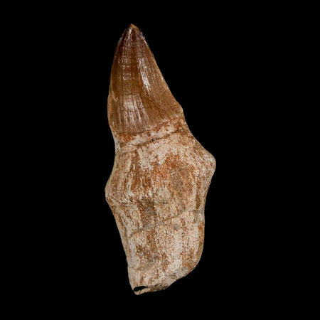 2.2" Mosasaur Prognathodon Anceps Fossil Tooth Rooted Cretaceous Dinosaur Era COA