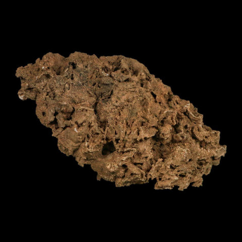 3.9" Colonial Rugose Coral Fossil Devonian Age Speed Quarry, Clark County, Indiana - Fossil Age Minerals