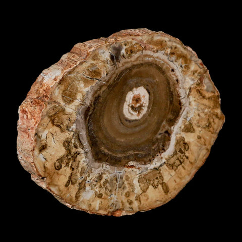 4.1" Fossilized Polished Petrified Wood Branch Madagascar 66-225 Million Yrs Old - Fossil Age Minerals