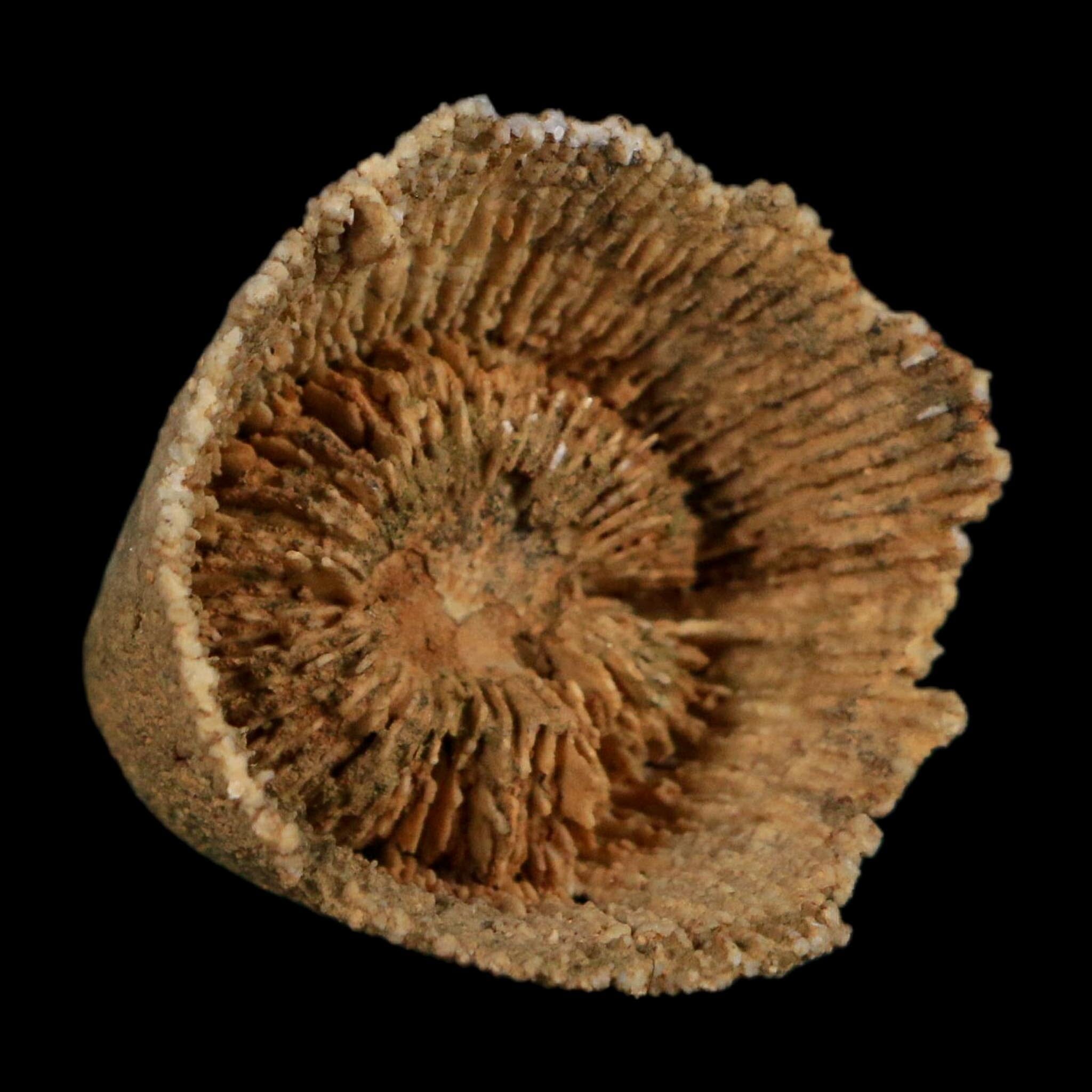 1.8" Rugose Horn Coral Fossil Devonian Age Speed Quarry, Clark County, Indiana