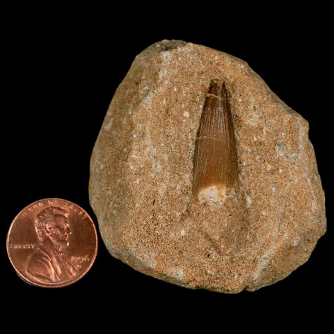 1" Plesiosaur Zarafasaura Tooth Fossil In Matrix Cretaceous Dinosaur Era COA - Fossil Age Minerals